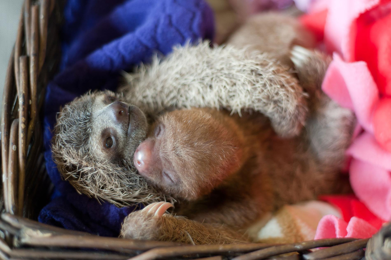 Illustration for article titled "Unbelievably Cute Pictures of Rescued Baby Sloths"